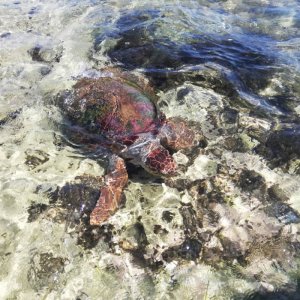 Turtle in Elafonissos