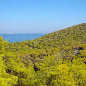 Vista pineta costa angistri