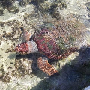 Turtle swimming the sea, Elafonissos