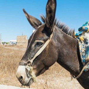 Donkeys in Folegandros