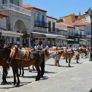 Horses on the island