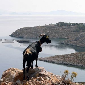 Una capra su un promontorio a kalymnos