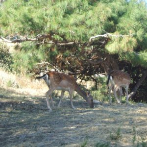 immagine cervi myrina, lemnos