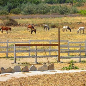 Horses in Skyrso
