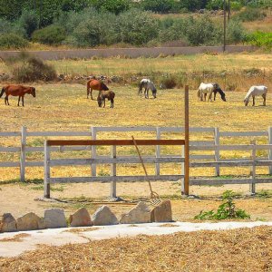 Cavalli a Skyros