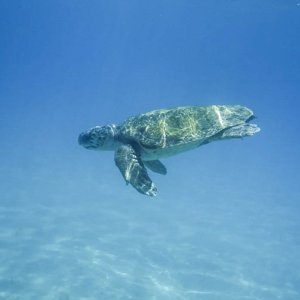 Una tartaruga a Zante